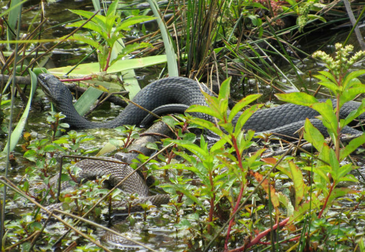 Northern Water Snakes